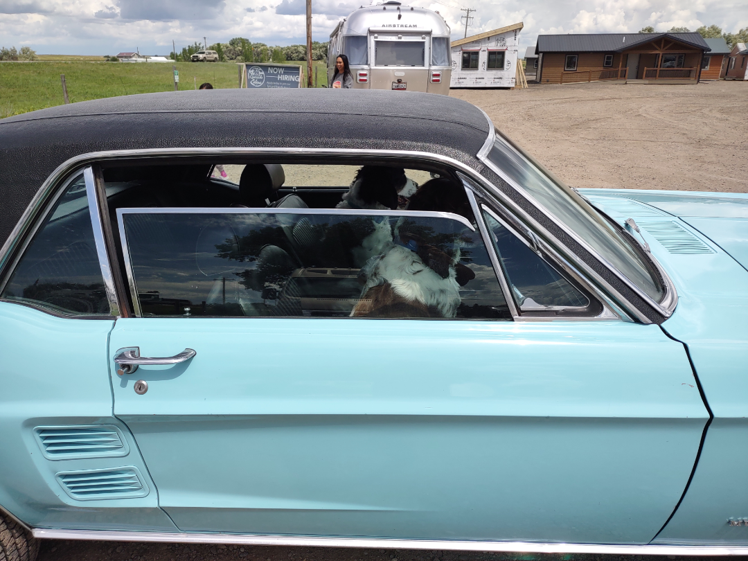 Where any Dog Can Drive to