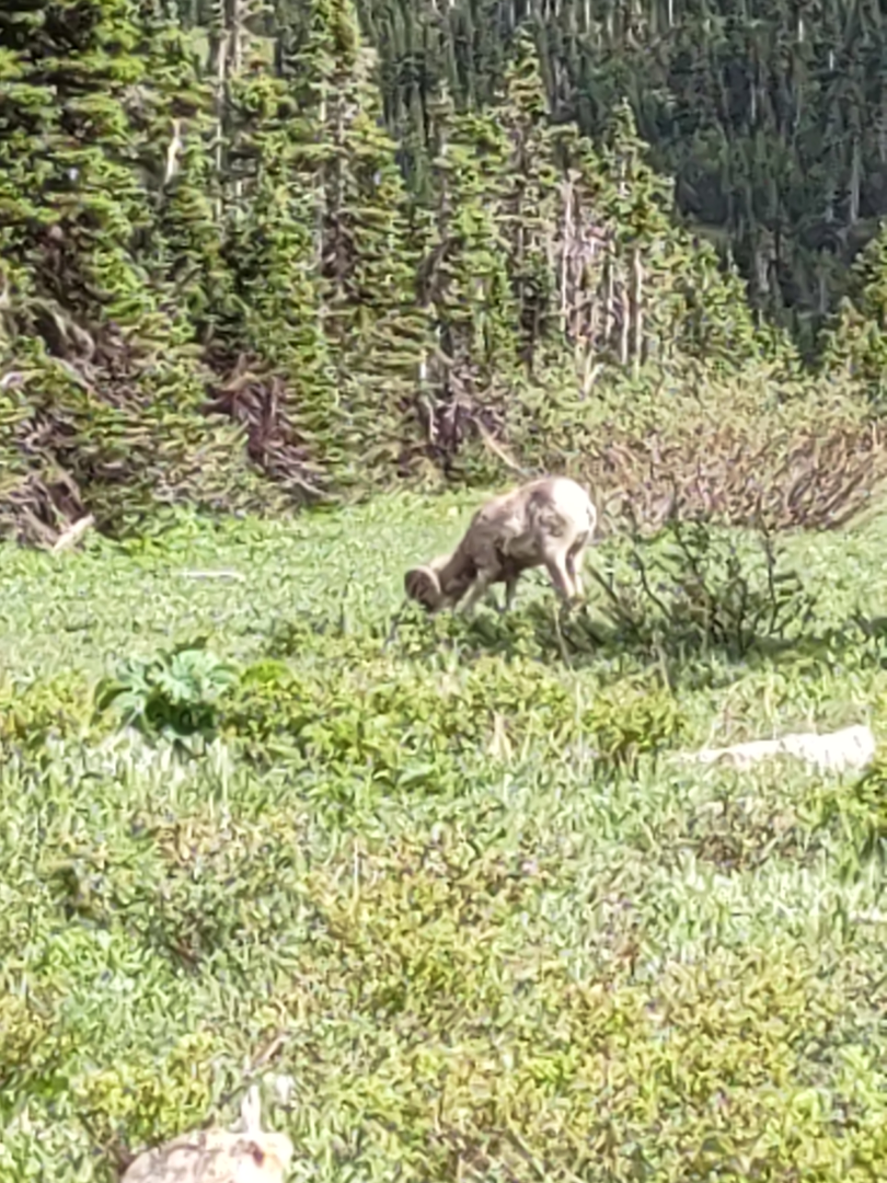 And Wildlife